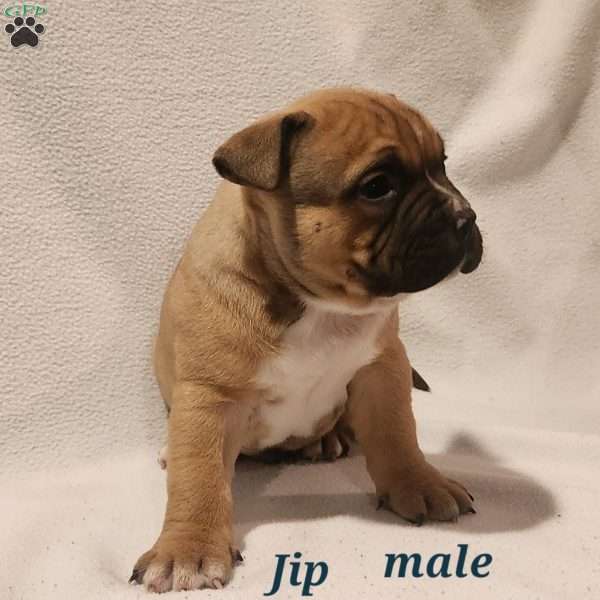 JIP, American Bully Puppy